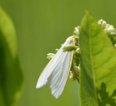 Photo of Delicate Cycnia Moth Top View on NaturalCrooksDotCom