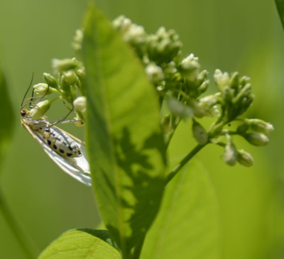 Photo of Delicate Cycnia Moth Underside on Flower on NaturalCrooksDotCom