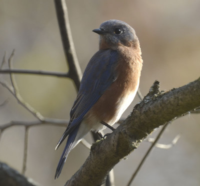 Photo of Eastern Bluebird Over Shoulder Ruthven Lighter on NaturalCrooksDotCom