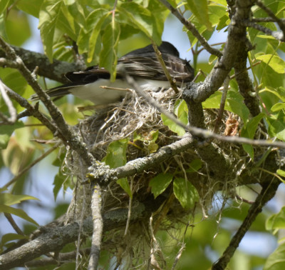 Photo of Eastern Kingbird Landing On Nest on NaturalCrooksDotCom