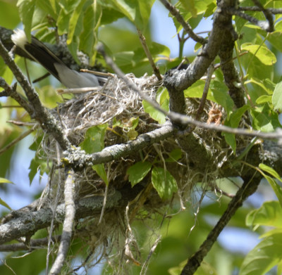 Photo of Eastern Kingbird Settled On Nest On NaturalCrooksDotCom