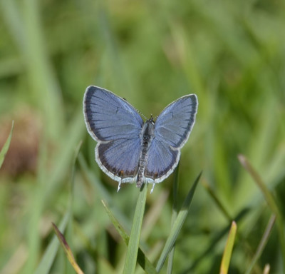 Photo of Eastern Tailed Blue on Grass Sept on NaturalCrooksDotCom