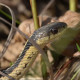 Photo of Garter Snake Ruthven Oct 22 on NaturalCrooksDotCom