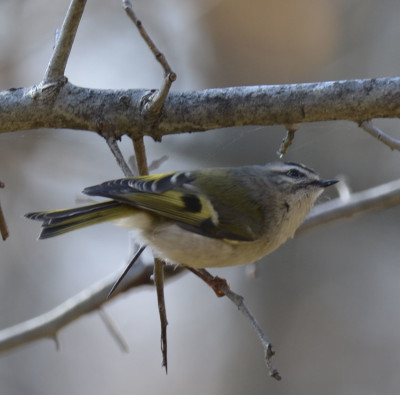 Photo of Golden Crowned Kinglet Looking Up for Food Ruthven on NaturalCrooksDotCom