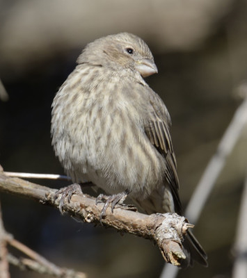 Photo of House Finch Female Sneer on NaturalCrooksDotCom
