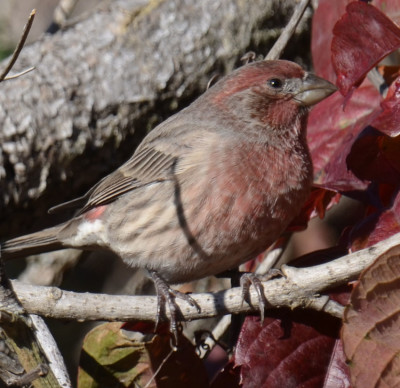 Photo of House Finch Male Red Leaves on NaturalCrooksDotCom