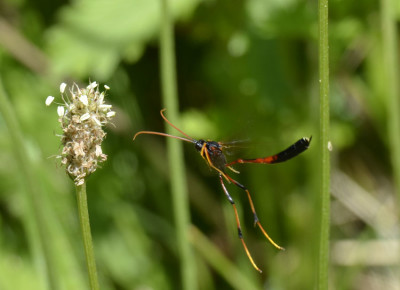 Photo of Ichneumon Wasp Therion Female on NaturalCrooksDotCom