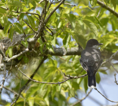 Photo of Kingbird Watching Nest on NaturalCrooksDotCom