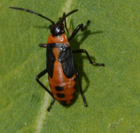 Photo of Large Milkweed Bug Nymph Major on NaturalCrooksDotCom