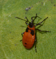 Photo of Large Milkweed Bug Nymph Minor on NaturalCrooksDotCom