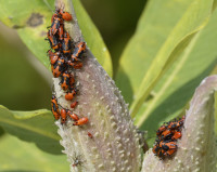 Photo of Large Milkweed Bugs Clumped 2 Pods on NaturalCrooksDotCom