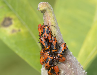 Photo of Large Milkweed Bugs Clumped Tender Tip Pod on NaturalCrooksDotCom