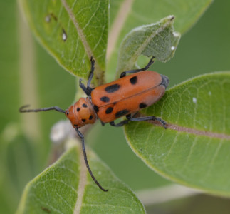 What Are These Black Spotted Red Insects on the Milkweed Plants ...