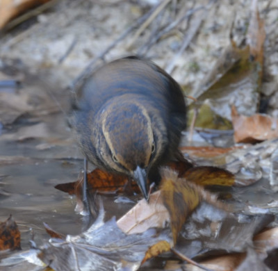 Photo of Rusty Blackbird Leaves in Stream on NaturalCrooksDotCom
