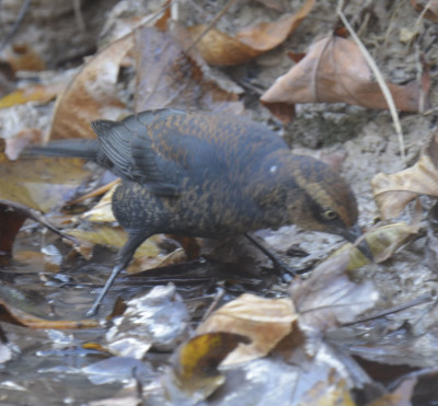 Photo of Rusty Blackbird Leaves on NaturalCrooksDotCom