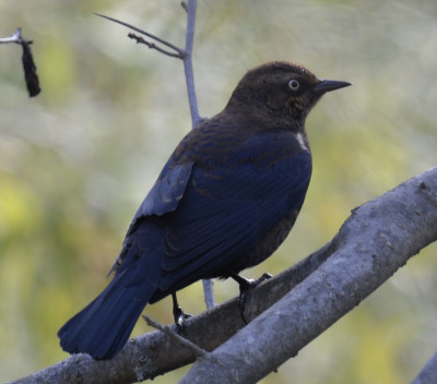 Photo of Rusty Blackbird Perched on NaturalCrooksDotCom