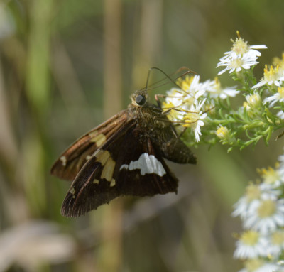 Photo of Silver Spotted Skipper on White Aster Sept on NaturalCrooksDotCom
