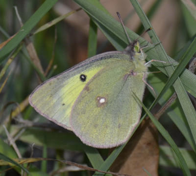 Photo of Sulphur Butterfly Ruthven Oct 22 on NaturalCrooksDotCom