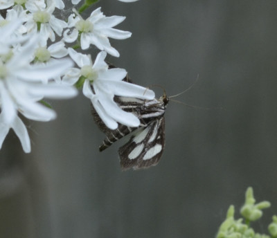 Photo of White Spotted Sable Moth On Cow Parsnip On NaturalCrooksDotCom