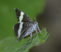 Photo of White Striped Black Moth Blue Eye Flash on NaturalCrooksDotCom