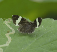 Photo of White Striped Black Moth Snail Trail on NaturalCrooksDotCom