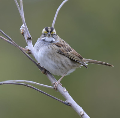 Photo of White Throated Sparrow Head On on NaturalCrooksDotCom