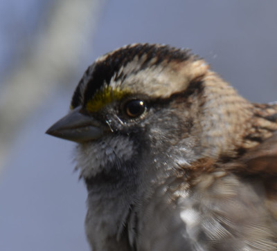 Photo of White throated Sparrow Close up Ruthven on NaturalCrooksDotCom