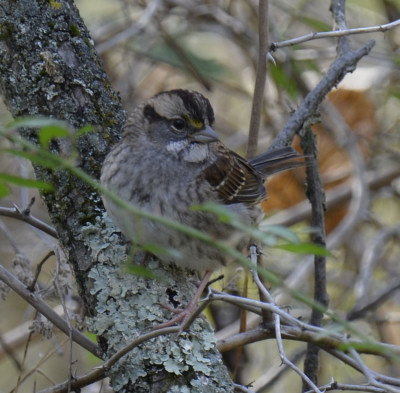 Photo of White throated Sparrow Ruthven on NaturalCrooksDotCom