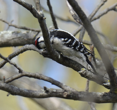 Photo of Woodpecker Ruthven on NaturalCrooksDotCom