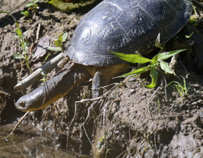 Photo of Blandings Turtle Getting Wet A on NaturalCrooksDotCom