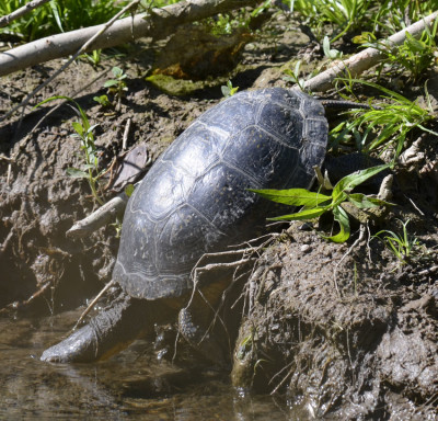 Photo of Blandings Turtle Getting Wet B on NaturalCrooksDotCom