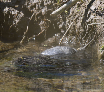 Photo of Blandings Turtle Getting Wet C on NaturalCrooksDotCom