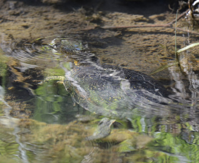 Photo of Blandings Turtle Getting Wet D on NaturalCrooksDotCom