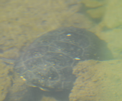 Photo of Blandings Turtle Obscure Underwater on NaturalCrooksDotCom