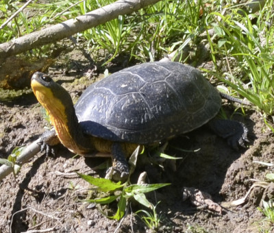 Photo of Blandings Turtle Yellow Throat on NaturalCrooksDotCom