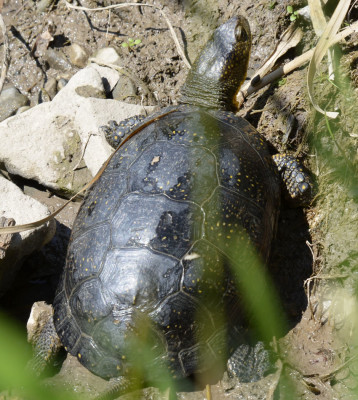 Photo of Blandings Turtle through grass A on NaturalCrooksDotCom