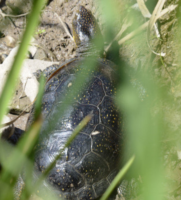Photo of Blandings Turtle through grass B on NaturalCrooksDotCom