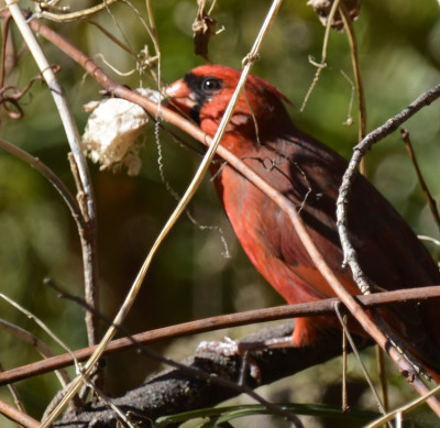 Photo of Cardinal with Wild Cucumber Seed Pod on NaturalCrooksDotCom