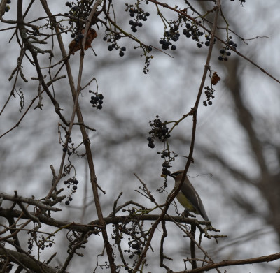 Photo of Cedar Waxwing Riverbank Grapes on NaturalCrooksDotCom