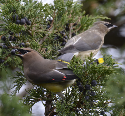 Photo of Cedar Waxwings Different Ages on NaturalCrooksDotCom