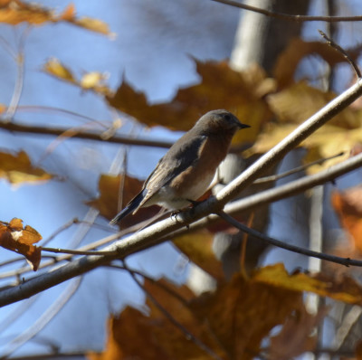 Photo of Eastern Bluebird Riverwood Leaves on NaturalCrooksDotCom