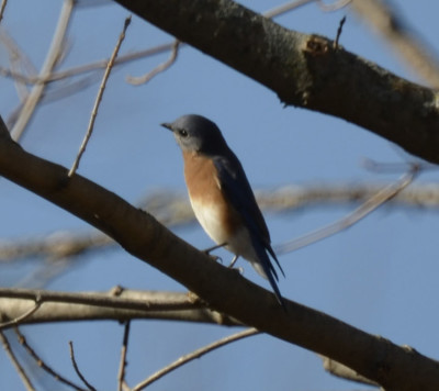 Photo of Eastern Bluebird Riverwood on NaturalCrooksDotCom