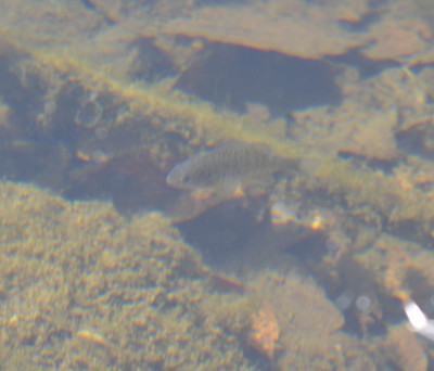 Photo of Gourami Like Fish at Riverwood On NaturalCrooksDotCom