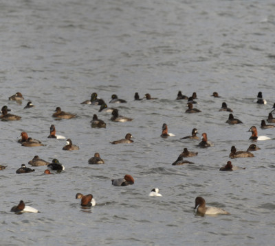 Photo of Mixed Raft of Ducks LaSalle on NaturalCrooksDotCom