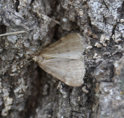Photo of Moth Dec 5 On Tree Trunk on NaturalCrooksDotCom