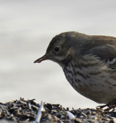 Photo of American Pipit Red Possibly Worm in Bill On NaturalCrooksDotCom