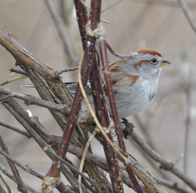 Photo of American Tree Sparrow Tulgy on NaturalCrooksDotCom