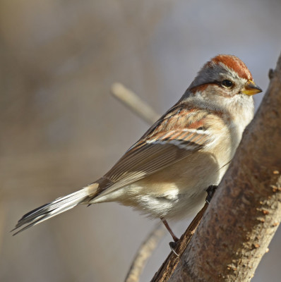 Photo of American Tree Sparrow Watching Me On NaturalCrooksDotCom