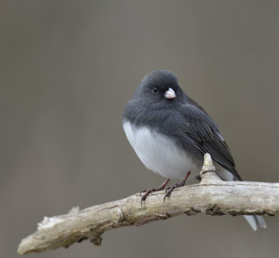 Photo of Dark-Eyed Junco Male on Curved Branch on NaturalCrooksDotCom