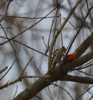 Photo of Downy Woodpecker Half Orange on NaturalCrooksDotCom